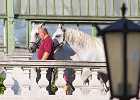 X81A8504 Lipizzaner im Burggarten Foto Pfluegl 160719